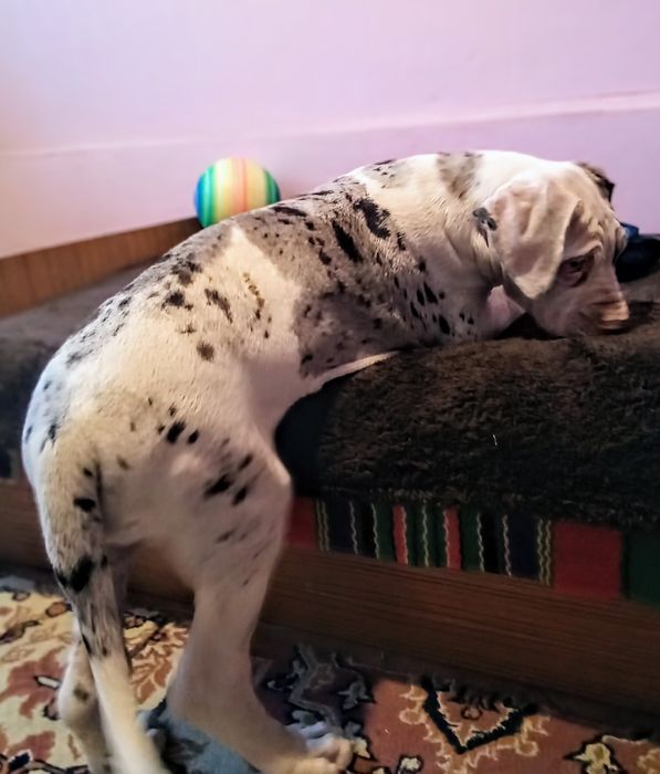 Dog niemiecki, piesek szczenię urodzony koniec lipca