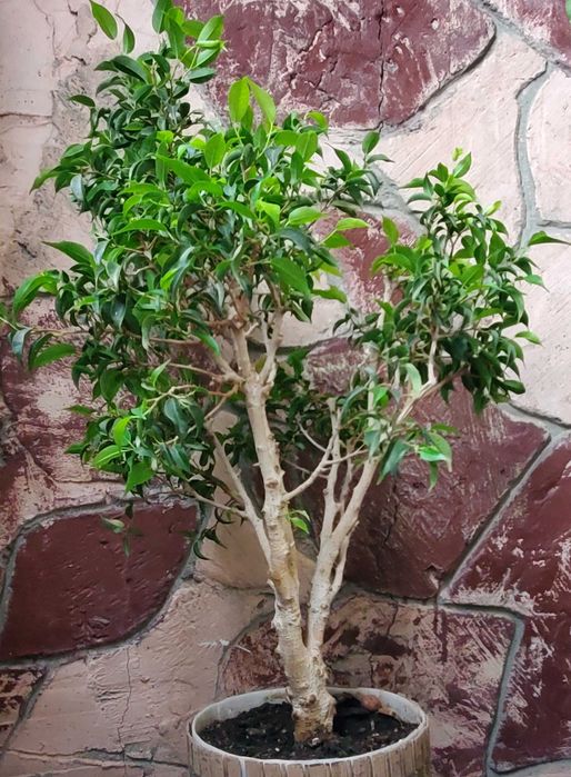 бонсай карликовое дерево