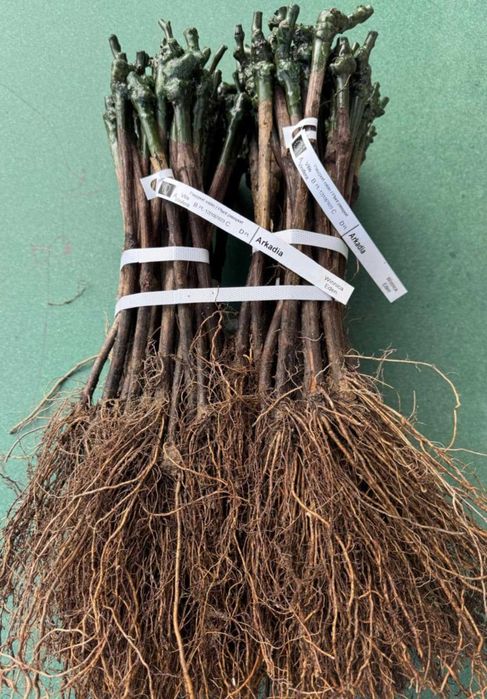 Szczepione winogrono na wino i soki Maréchal Foch. Sadzonki winorośli.