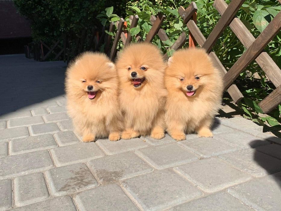 Померанский шпиц . Купите себе  счастье