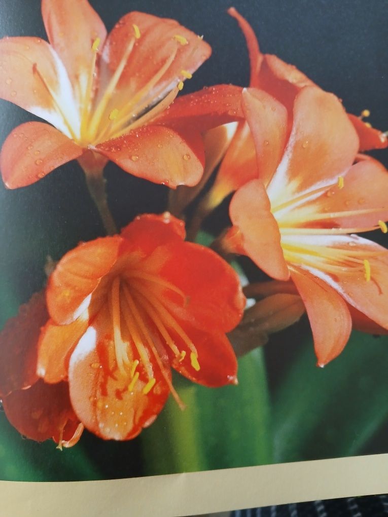 Clivia, kliwia pomarańczowa.