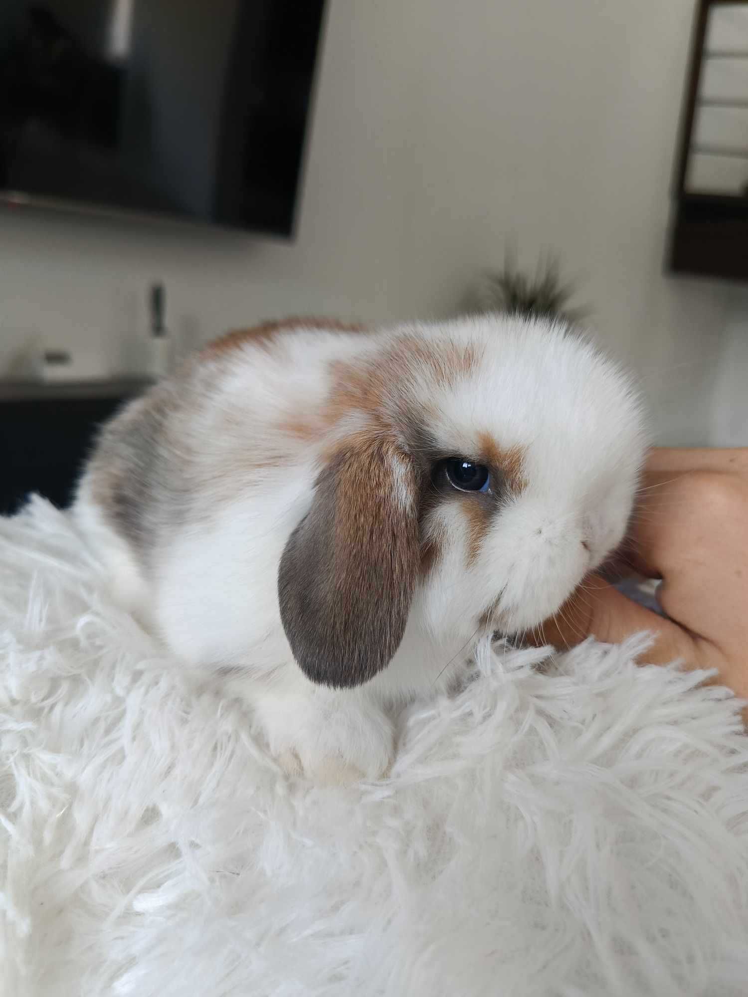 Mini lop karzełek Teddy hodowla zarejestrowana