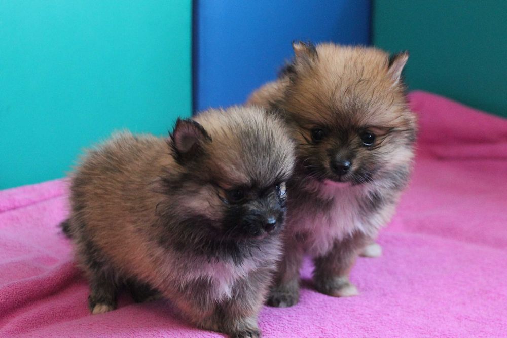 Szpic Pomeranian śliczna mini suczka - certyfikat, wyprawka