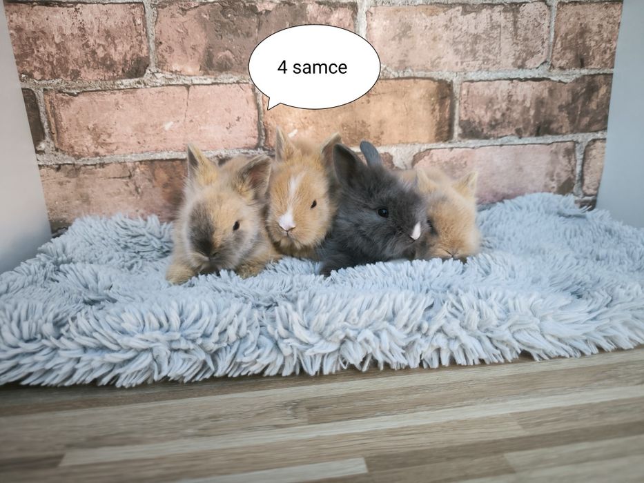 Króliczki rasy Karzełek Teddy mini króliki metryka