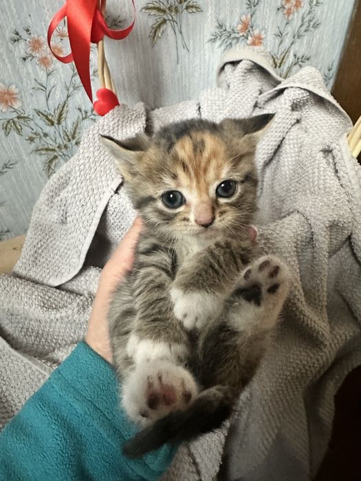 Котята в хорошие руки