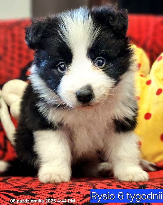 Border Collie przepiękny chłopczyk. Wyjątkową linia.