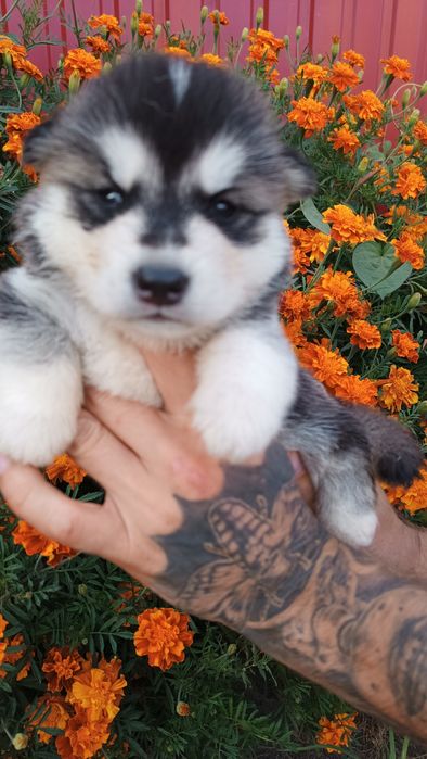 Маю можливість запропонувати