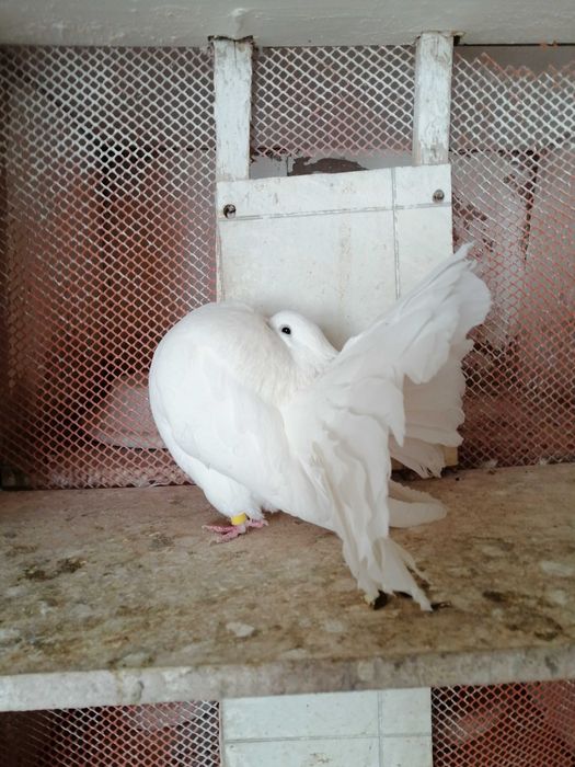 Sprzedam pawiki żółto płowe białe srebrno płowe