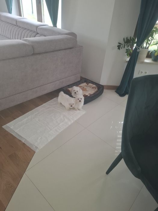 Maltańczyki do 2kg
