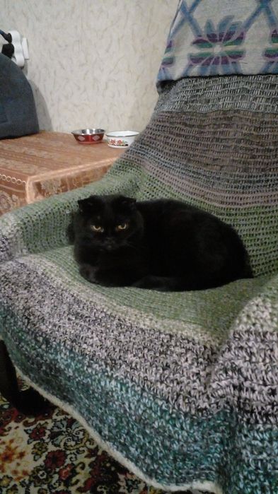 Передержка животных, детский сад для животных на Павловом Поле маленьк