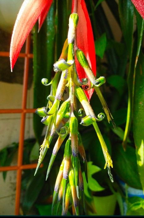 Бильбергия      .