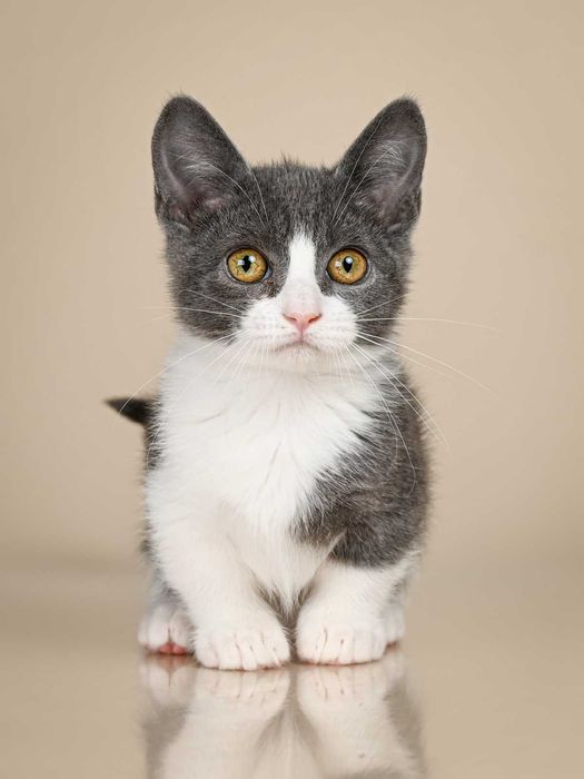 Манчкин девочка по имени Леди Грей