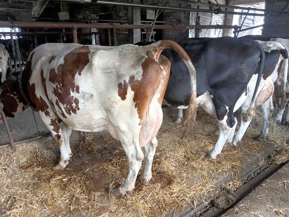 Krowy mleczne pierwiastki nowa dostawa