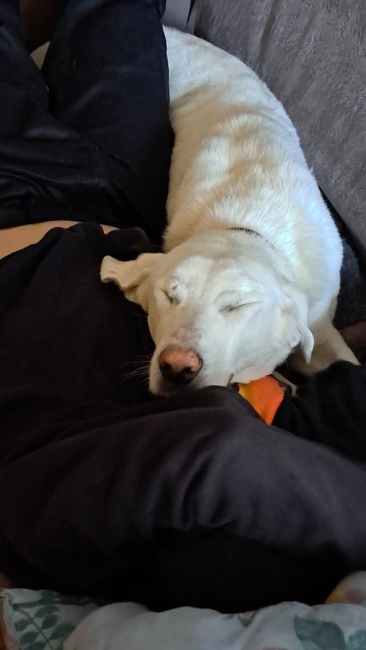 Sunia w typie labradora