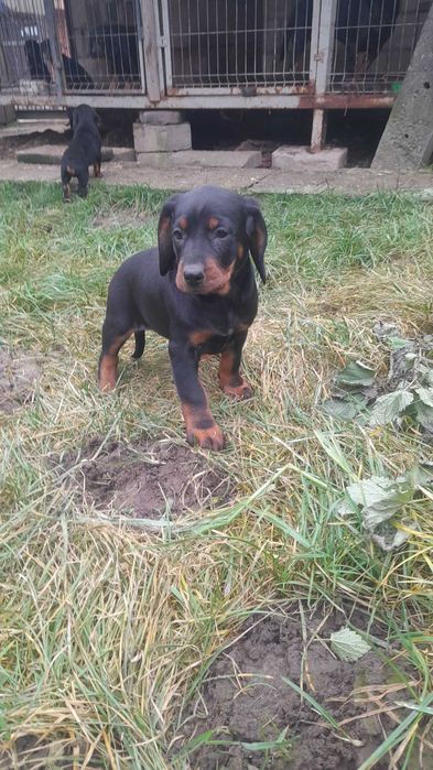 Szczeniak Gończy Polski