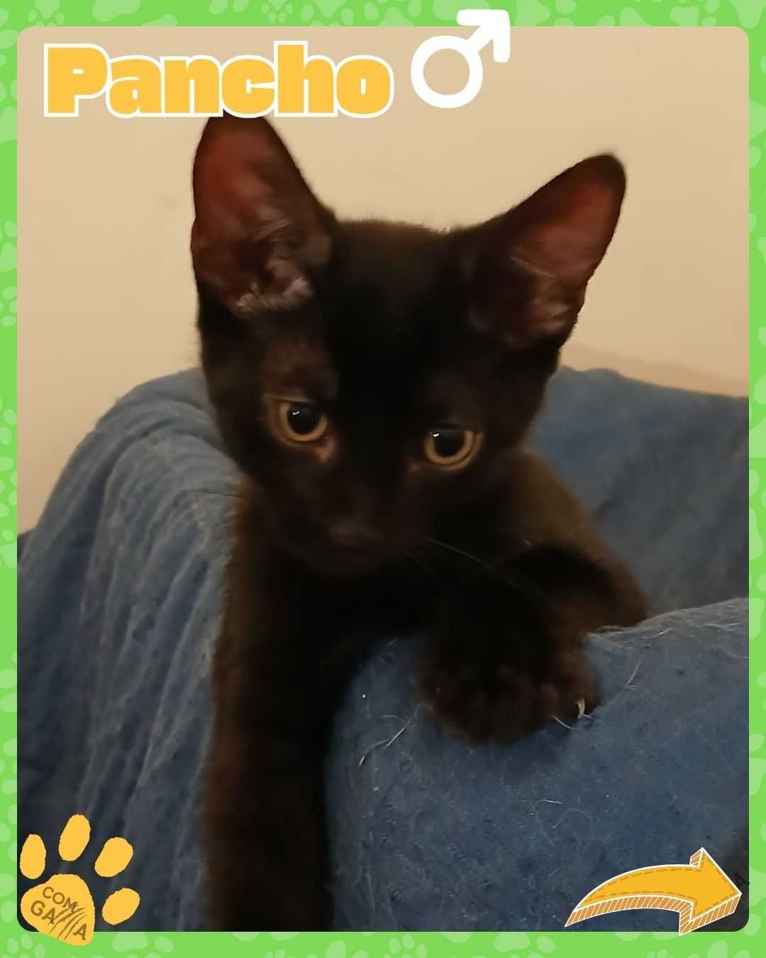 Gatinho para adoção - Pancho
