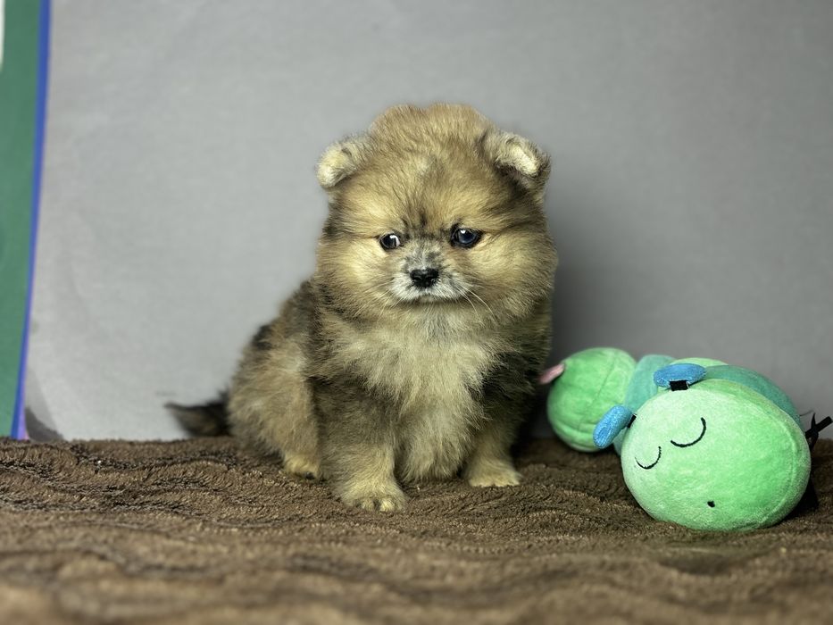 дівчинка блакитна ока тип ведмедик