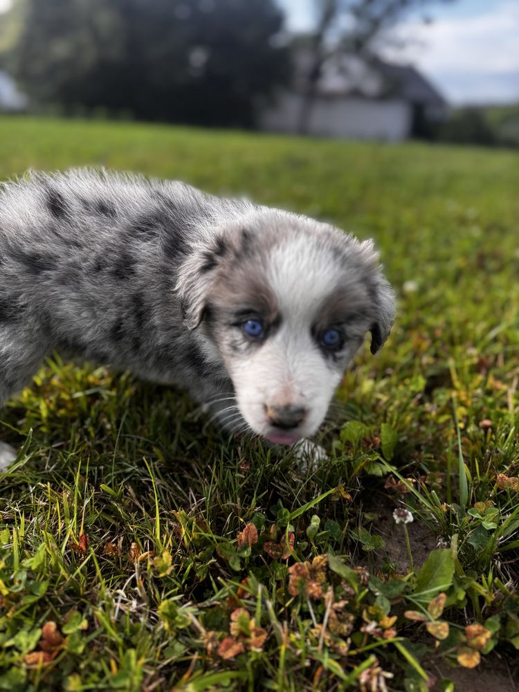 Sprzedam Psa Border Collie (Pies)