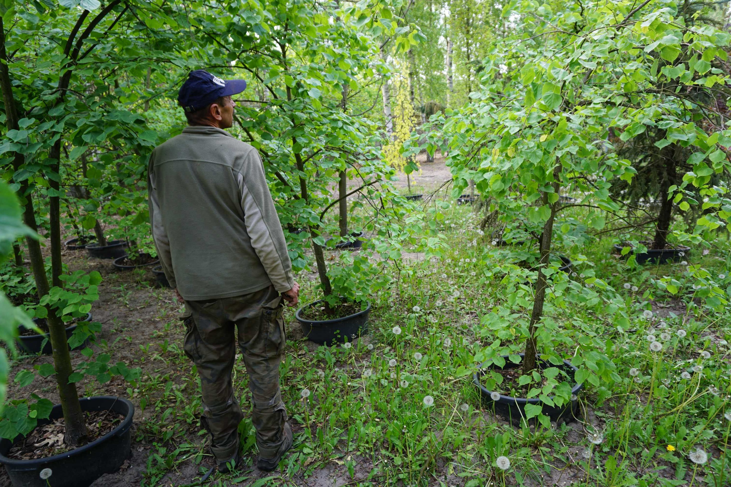 200-300cm lipa szerokolistna _ lipa wielkolistna _ Tilia platyphyllos