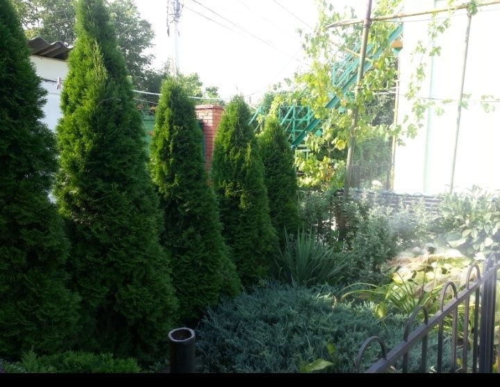 Отдых в Одессе,возле пляжа Лузановка. Сдам Номера , комнаты в доме.