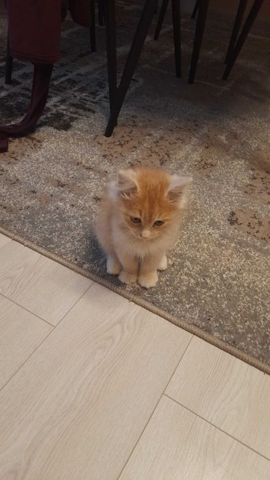 Котик в добрі руки