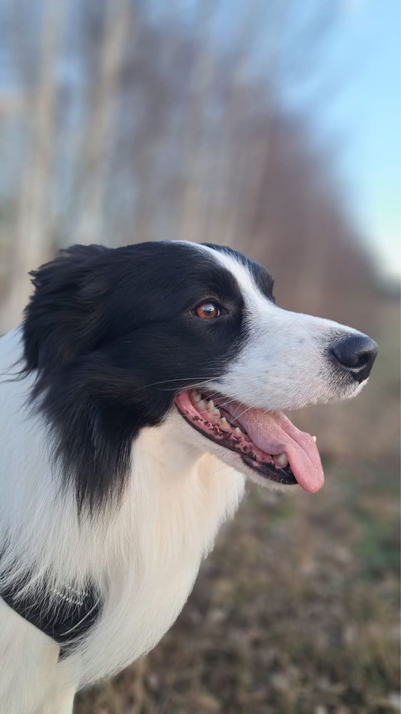 Piękny reproduktor border collie FCI ZKwP Zlatan Vanilla Heaven