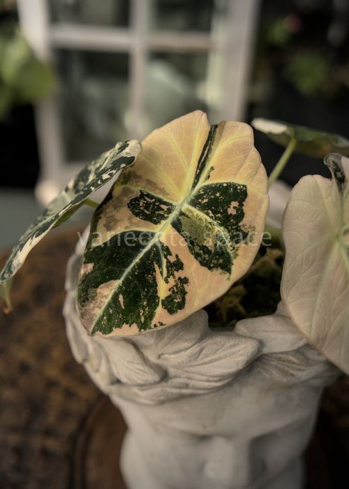 Alocasia Pink velvet variegata alokazja bulwa
