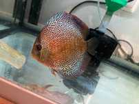 Discu Super Panthera e Pigeon blood 11cm