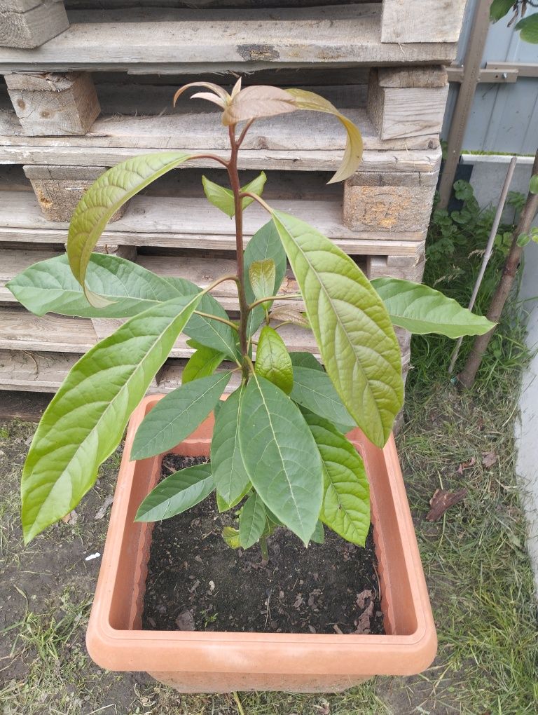 Bananowiec około 150 cm albo 180 i największy 240 cm  awokado 160cm
