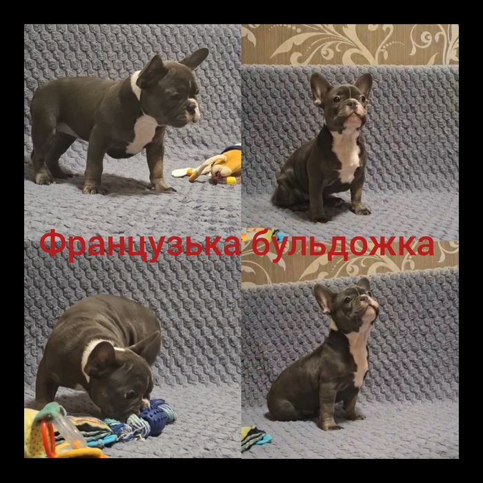 Французька бульдожка