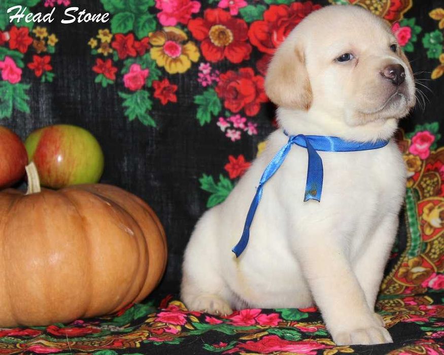 Клубные щенки Лабрадор ретривер