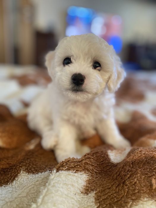 Продам цуценя БІШОН ФРІЗЕ