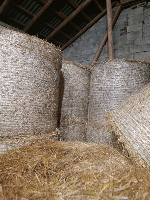 Słoma żytnia  w belach