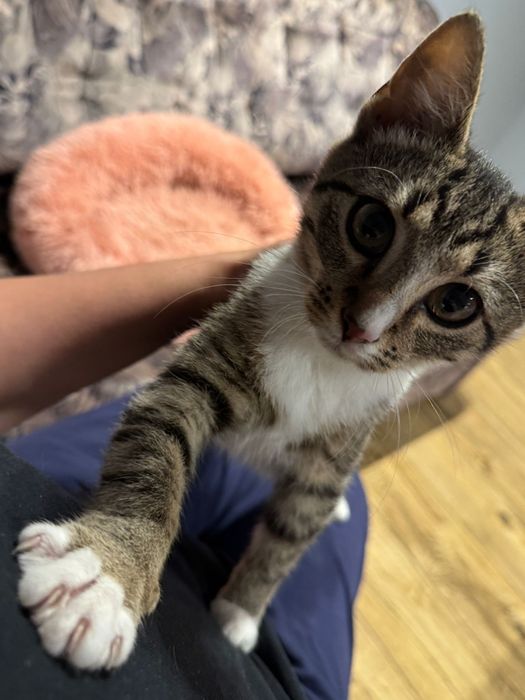 Kotka Lusia 4-5 m-cy do adopcji