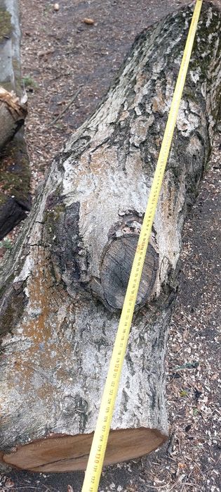 Orzech pień i konary