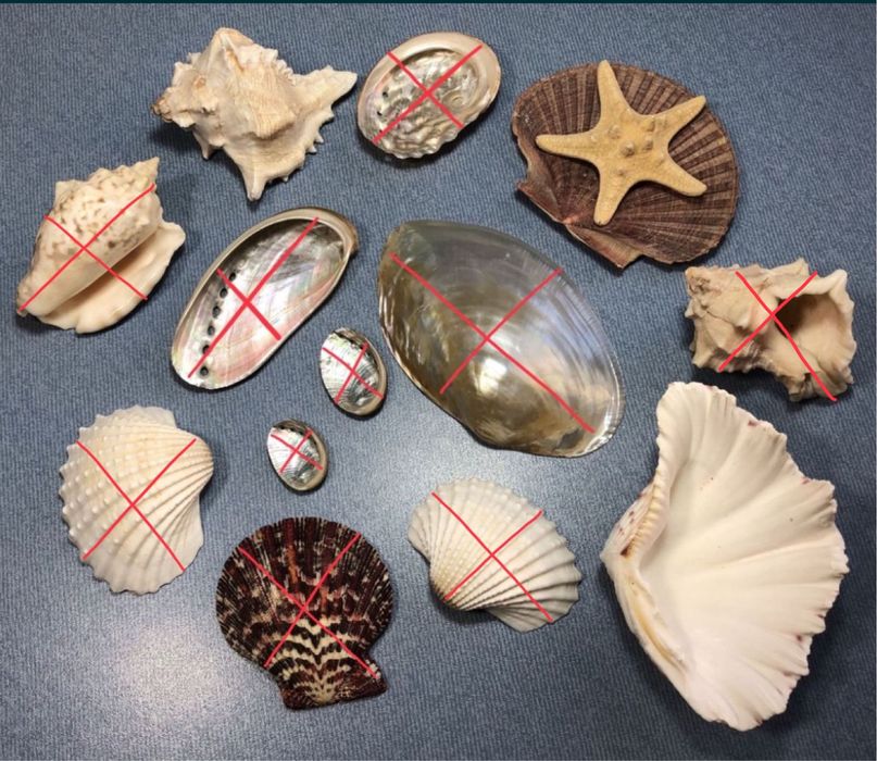 Коллекционная Океаническая Ракушка Белая Hippopus hippopus Морская