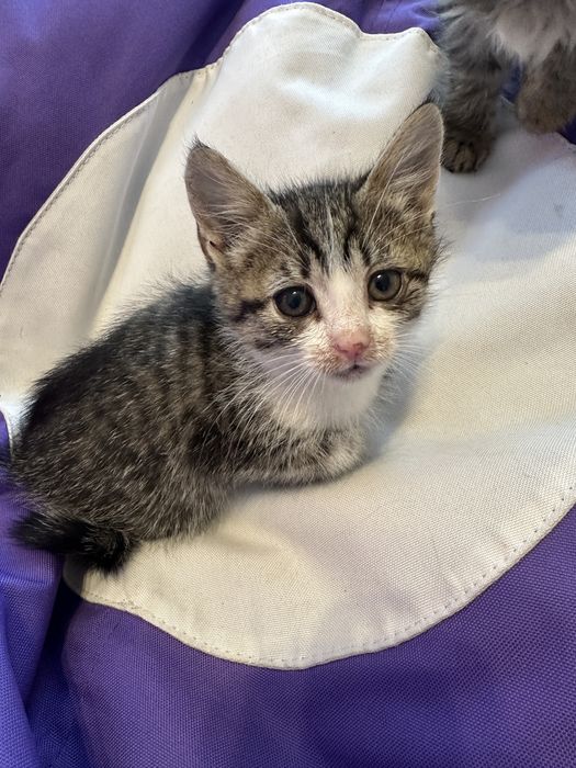 Котики в добрі руки