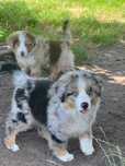 Miniaturowy Owczarek Amerykański - mini aussie - piesek FCI