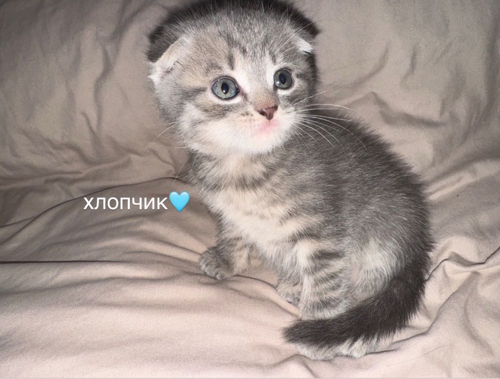 Британські та шотланські кошенята
