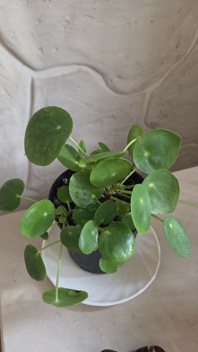 Pilea pieniążek - sadzonka