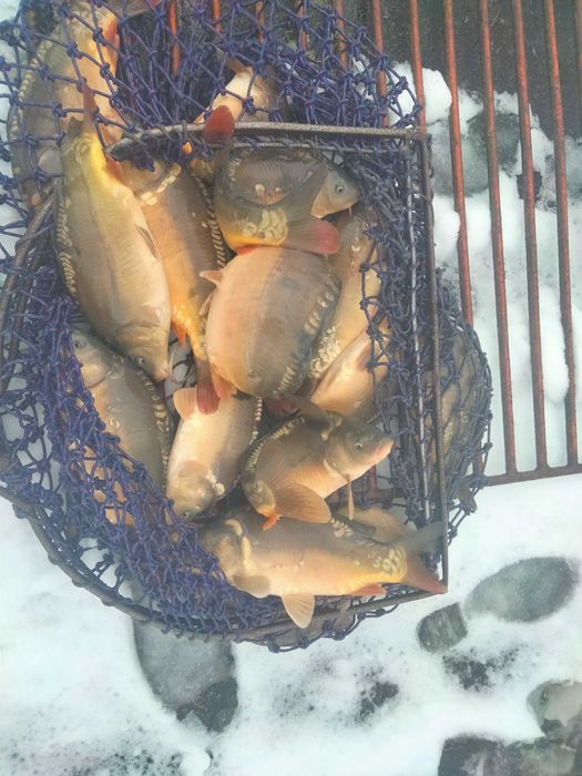 Karp handlowy czysty