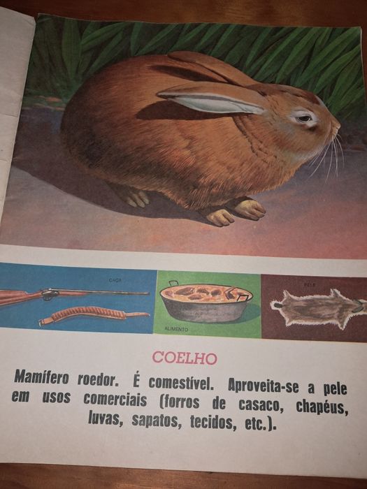 Conjunto de livros Educativos antigos