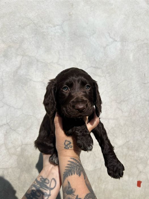 Szczenię Niemiecki płochacz Wahtelhund