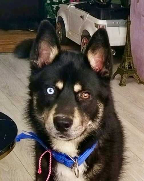 REKSI  pies o jasnym oku i złotym sercu. Uratowany w Bułgarii