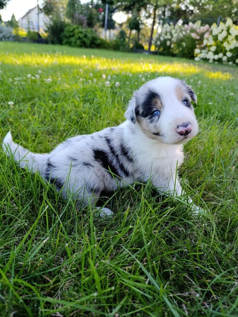 Piesek Border Collie Blue Merle