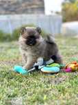 Lulu da Pomerânia menino Miniatura