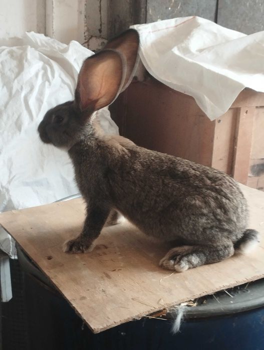 Młody tegoroczny belgijski olbrzym szary