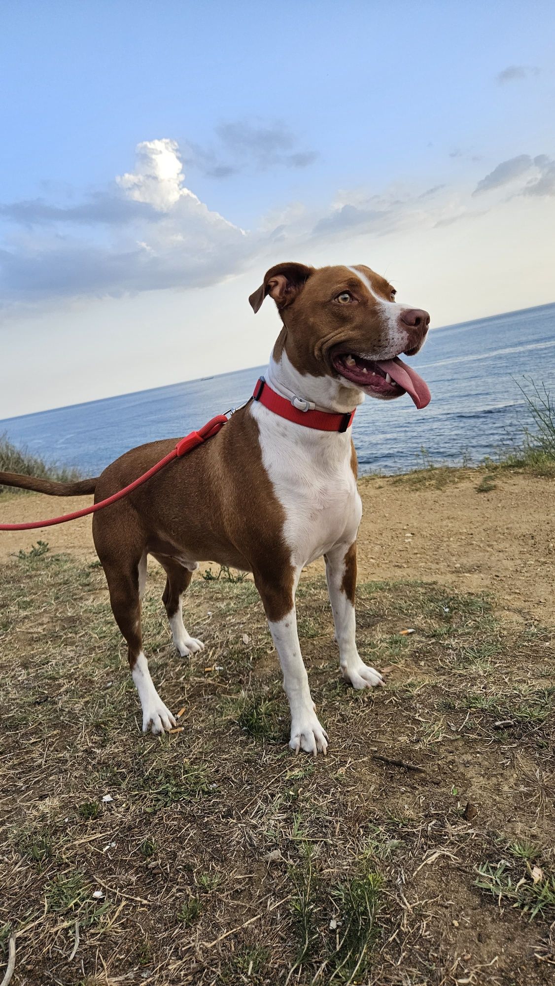 Pet Sitting/Walking Sitting