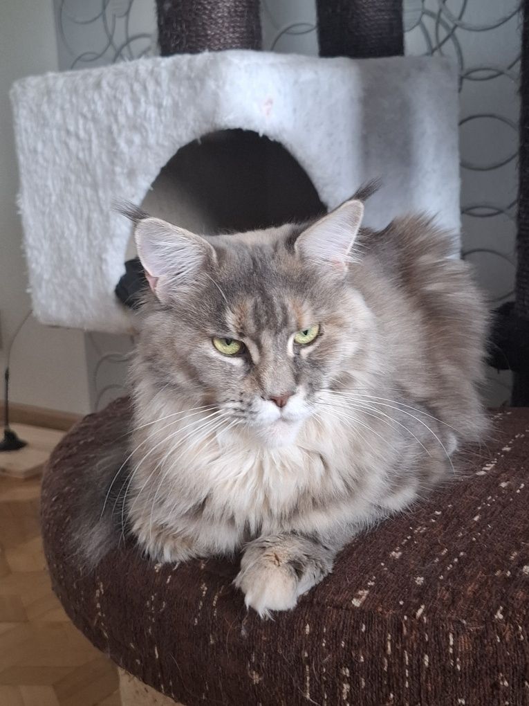 Sprzedam śliczną kotkę Maine Coon
