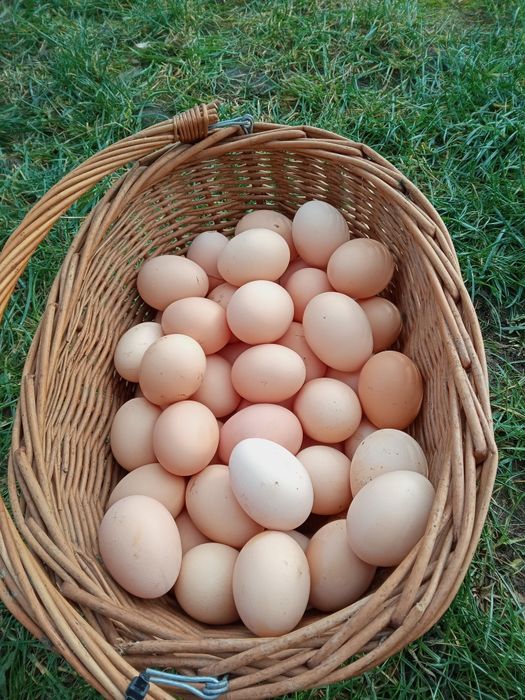 Świeże wiejskie jaja